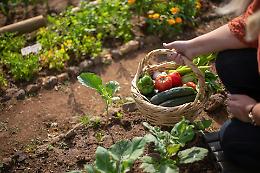 Il prezzo dei pomodori e il costo della dignità: cosa si nasconde dietro ogni chilo