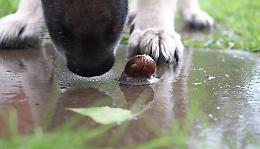 Allarme “verme killer”: boom di infezioni tra i cani