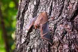 Scoperte 20 nuove specie virali nei pipistrelli dello Yunnan: due sono potenzialmente pericolose per l’uomo