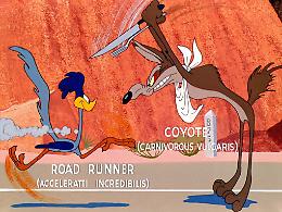 Beep Beep esiste davvero e corre più di quanto pensi!