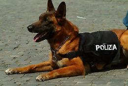 Addio a Night Spirit, il cane eroe del ponte Morandi