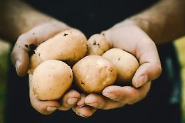 La storia della patata: come un tubero disprezzato ha cambiato la storia dell’alimentazione