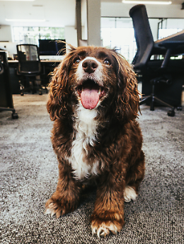 Quando il collega ha la coda: oggi è la Giornata del cane in ufficio