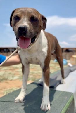 La storia di Pablo: da timido pitbull a giocherellone