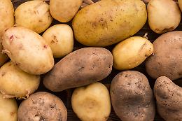 Prezzo delle patate fissato a 0,42 euro/kg per l'anno prossimo: le novità dalla Borsa di Bologna