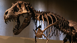 Dentro un uovo di dinosauro: la scoperta italiana che riscrive la paleontologia