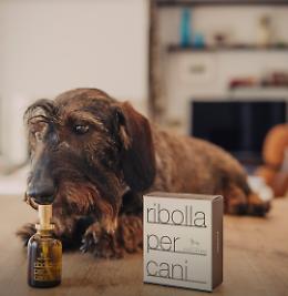 Un profumo per cani all'odore di vino: è nato in Friuli e si chiama "Ribolla per cani"