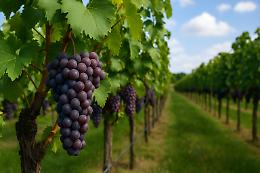 Vendemmia 2025 in Piemonte: previsioni positive, ma restano criticità fitosanitarie