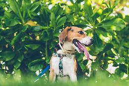Cani: come gestire gli abbai molesti?