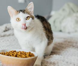 La generosità di Farigliano: un esempio di solidarietà per i mici delle colonie feline