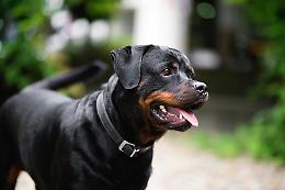 Fratellini azzannati dal rottweiler della nonna a Roma: ricoverati in gravi condizioni