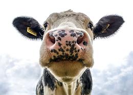 Dermatite bovina nodulare: Bergesio (Lega) interroga il Governo su vaccini, protocolli e misure sanitarie
