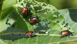 L’invasione dello scarabeo giapponese in Piemonte e Lombardia: riconoscere e combattere l’insetto alieno