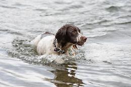 Arriva Doggy Splash: la piscina per cani di Collegno