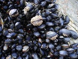 Crisi climatica e mari in sofferenza, l’allarme della biologa Capriotti: “Le cozze muoiono per il caldo estremo”