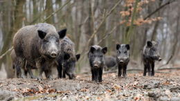 Fauna selvatica e danni alle colture: Coldiretti Torino protesta contro i bilanci