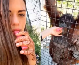 Fa fumare a un orango la sigaretta elettronica e posta il video: ora l'animale è in gravi condizioni
