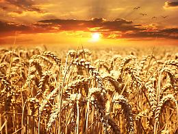 Grano emiliano-romagnolo: qualità eccellente ma redditi a picco per gli agricoltori