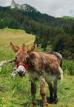 In Transilvania esiste un villaggio dove si vive a lungo e felici: ecco perché