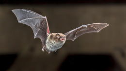 Australia, uomo muore dopo il morso di un pipistrello infetto