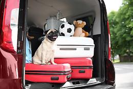 Cani e gatti in viaggio: come proteggere i tuoi amici a quattro zampe durante le vacanze estive