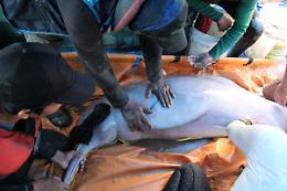 Bolivia, recuperati 27 delfini rosa intrappolati in bacini isolati: sono specie minacciata