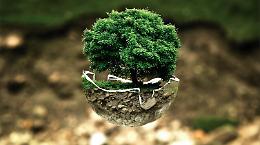 Torino, i progetti del PNRR equivalgono a 600.000 nuovi alberi in termini ambientali