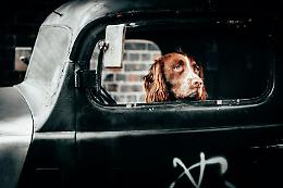 Cinetosi, quando il cane soffre l’auto: i rimedi
