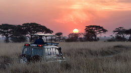 Tragedia in Zambia: due turiste uccise da un elefante durante un safari