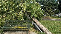 Tempesta all’alba su San Mauro: alberi abbattuti e strade bloccate