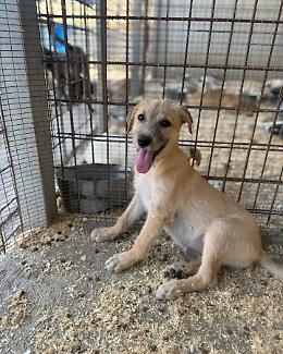 Cassia: una cucciola in cerca di amore e una famiglia per sempre
