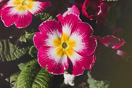 Cosa piantare a luglio: 6 fiori perfetti per l’estate