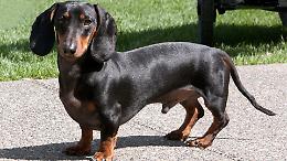 Prende a calci il suo cane: bassotto ridotto in fin di vita
