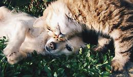 Un aiuto concreto per cani e gatti senza casa: Torna "Dona la Spesa" di Nova Coop