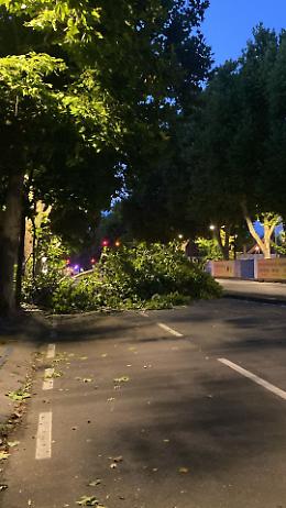 Raffica di vento impazzito: cade un albero e chiude la strada