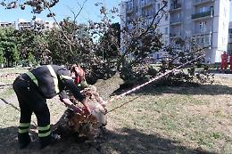 Paura all'ospedale Martini: cade un albero e abbatte un palo nel giardino