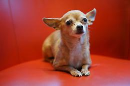 Un Chihuahua coraggioso: la storia di un piccolo eroe che ha salvato il suo padrone