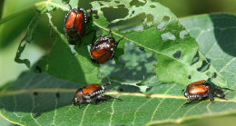 Popillia japonica, l’insetto che devasta vigne e noccioleti nel Canavese