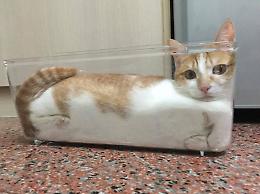 Ma perché i gatti sembrano "liquidi"?