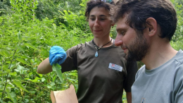 Un parco piemontese scelto per il monitoraggio europeo delle farfalle