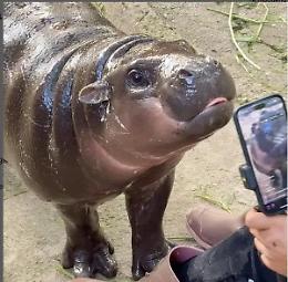 Moo Deng, l'ippopotamo pigmeo star di instagram, festeggia il suo primo compleanno