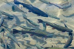 Nuova vita al fiume Stura: liberati 20mila esemplari di trota