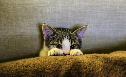 Quanto è socievole il vostro gatto? Ecco 4 test per capirlo