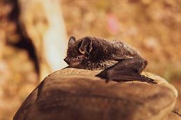 Arriva Ugo: il primo pipistrello in Italia ad avere uno "zaino Gps"