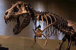 T. rex in stile cagnolino: la scienza conferma, non affondava