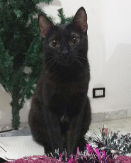 Eve cerca "affitto" a Torino: non può passare l'estate in una gabbia