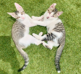 Uno è cieco, l'altro si prende cura di lui: i fratellini inseparabili