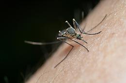 Virus tropicali in Europa: arrivano le linee guide dell'OMS