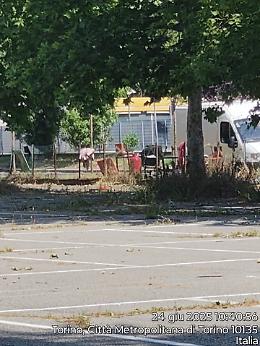 "Viviamo tra l'urina e l'immondizia": i quartieri dimenticati di Torino sud