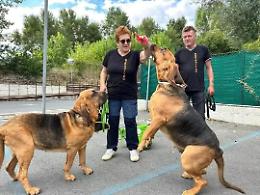 Hilda e Gemma, i cani eroi senza divisa che hanno cercato Allen